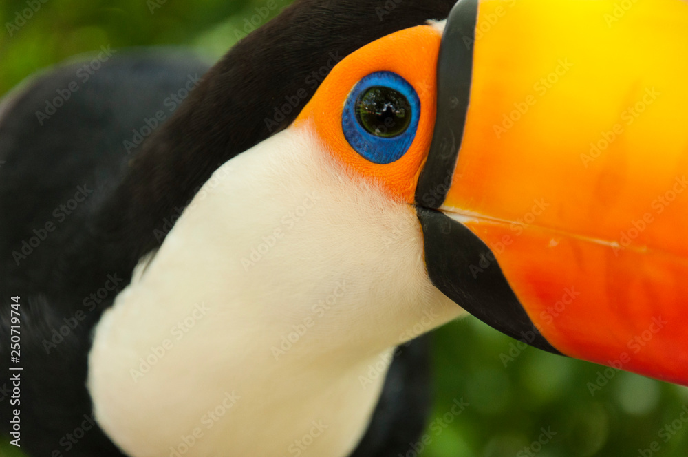 Toucan Bird eye close up