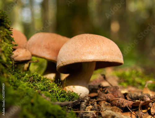 Wild Mushrooms  (ID: 250719909)