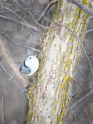 White Breasted Nuthatch on Tree (ID: 250719940)