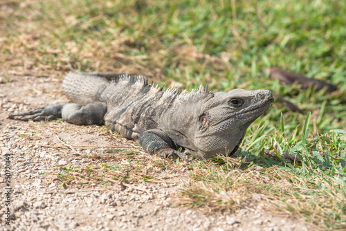 Iguana