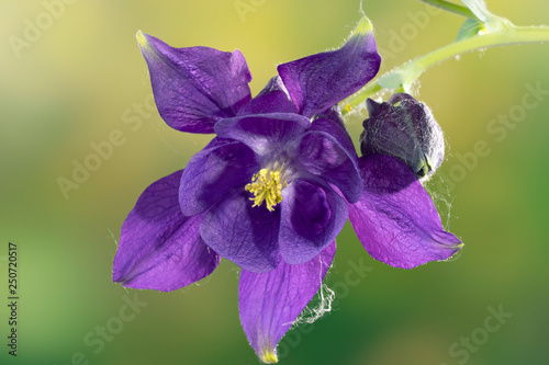 Purple aquilegia with bud in the garden, close-up. Granny’s bonnet, columbine.