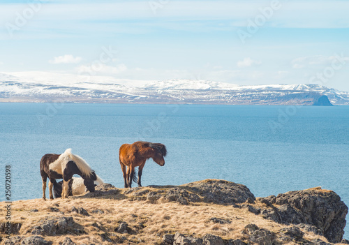 Two Horses on a Cliff by the Ocean (ID: 250720598)