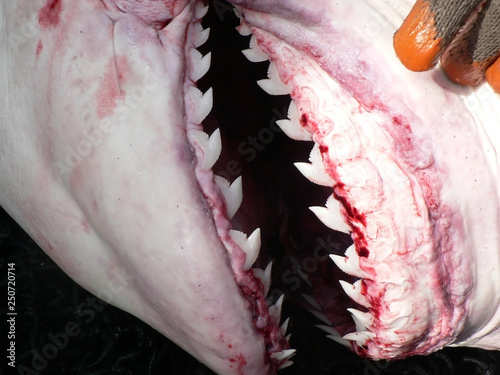 mouth of a shark with teeth close up