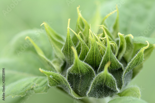 Slika na platnu Side view of a early blooming sunflower