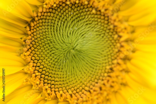 Close up of a blooming sunflower. Heliotrope. Front view. Helianthus annuus