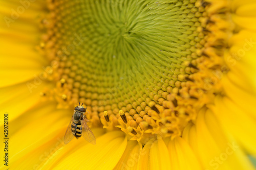 Close up of a syrphid fly on a blooming sunflower. Hoverfly. Heliotrope. Front view. Helianthus annuus