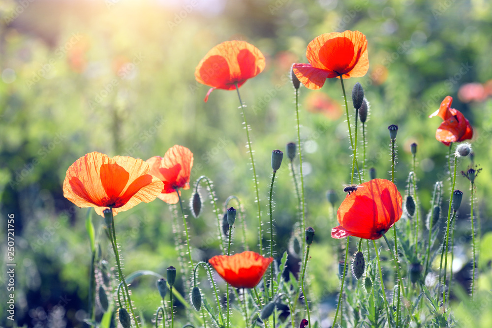 Obraz premium poppy field in a sunny day