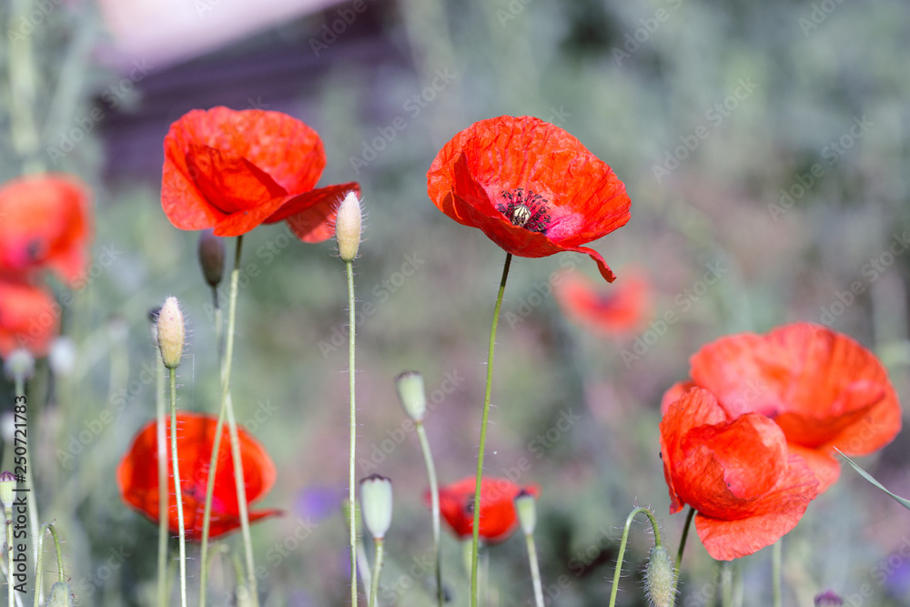 Obraz premium poppy field in a sunny day