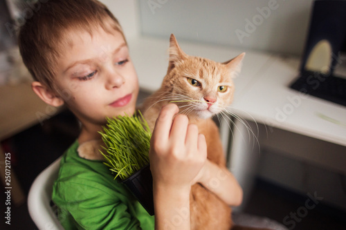 cute boy 8 years old feeds beautiful red tabby big cat with grass