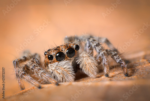 closeup of a cute tiny jumping spider on a brown leaf photo