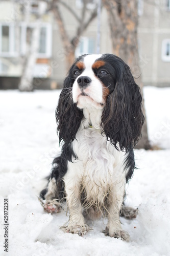 portrait of dog in snow