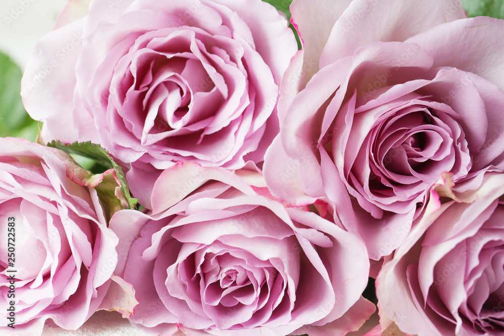 Purple roses floral background texture. Macro photo. Happy mother's day. Valentines day Purple roses floral background texture. Macro photo. Happy mother's day. Valentines day