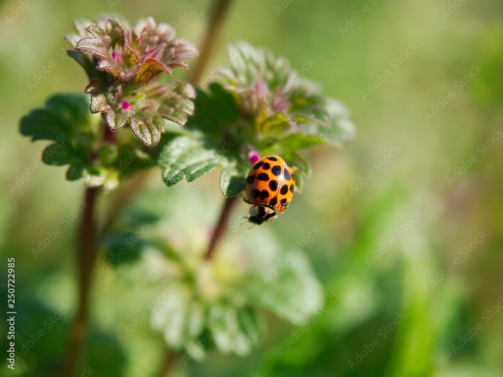 A ladybug stands on a plant in Baton Rouge, Louisiana, USA. A ladybug stands on a plant in Baton Rouge, Louisiana, USA.
