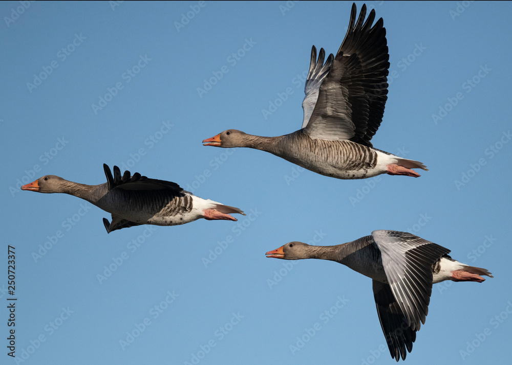 Obraz premium goose flying