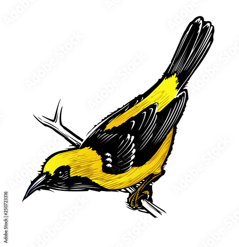 Oriole