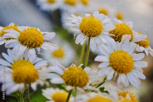 field of daisies