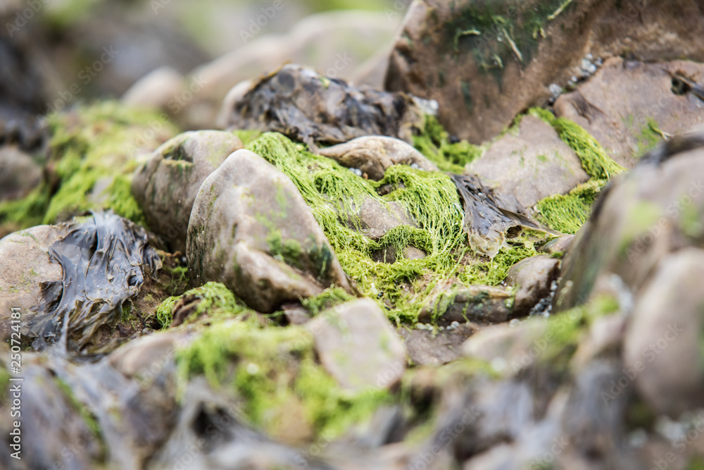 Green algae on the sea rocks after a powerful storm Green algae on the sea rocks after a powerful storm