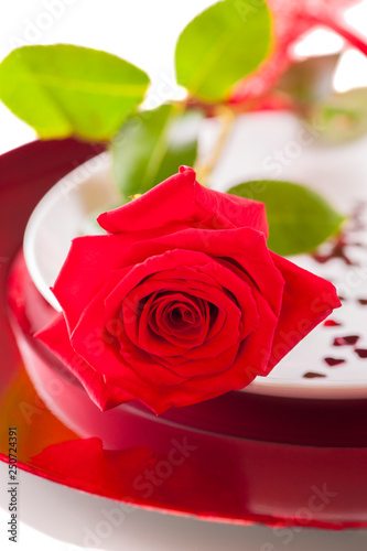 A wonderful red rose on the plate