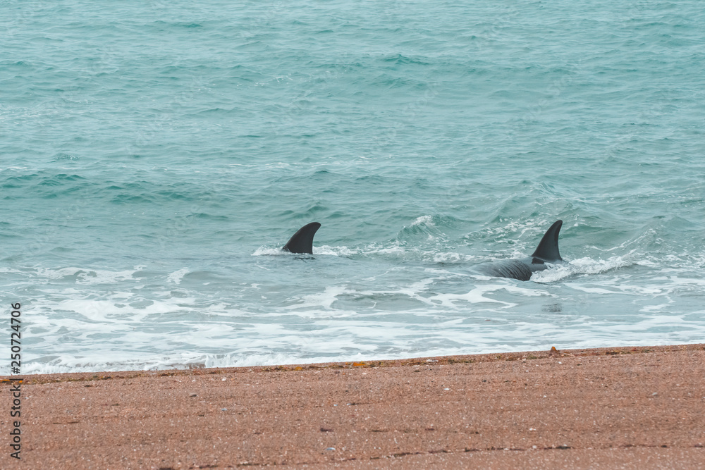 Fototapeta premium Orcas hunting sea lions, Patagonia , Argentina