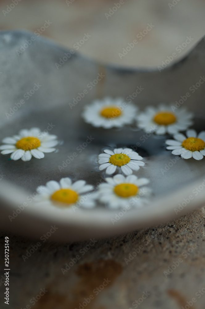 Obraz premium Little Flowers Floating In A Bowl 