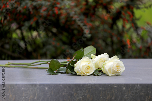 white roses on gravestone at municipal cemetery in Amsterdam, The Netherlands photo