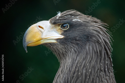 close-up view of majestic golden eagle outdoors