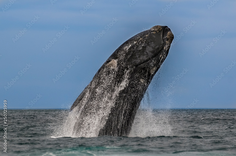 Obraz premium Whale jump, Peninsula Valdes, Patagonia Argentina