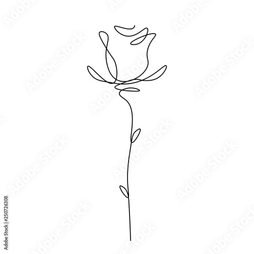 Roses flower one line draw, vector illustration.