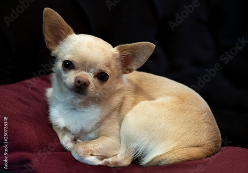 Little doggie Chihuahua lying on a red pillow, resting, dark background.