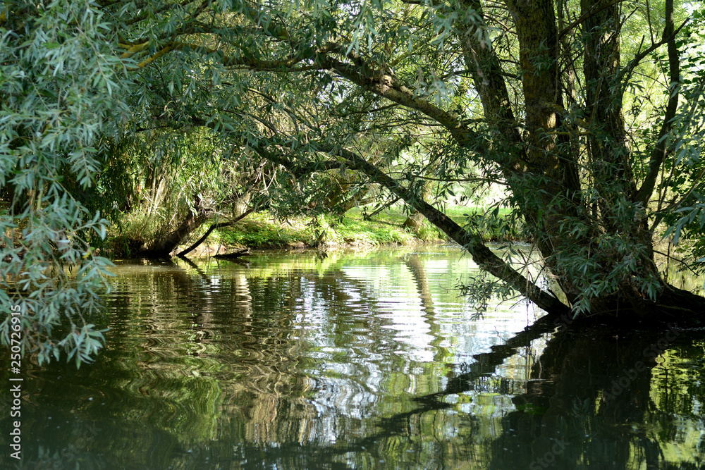 In the swamps, trees and their mirror reflections in water. Summer, august in the Audomaroi's swamps, St Omer in France.