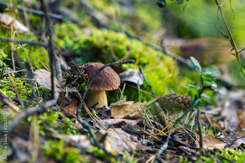 mushrooms in the forest mushrooms in the forest