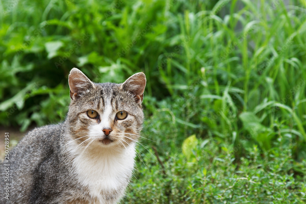 gray cat on a background of grass