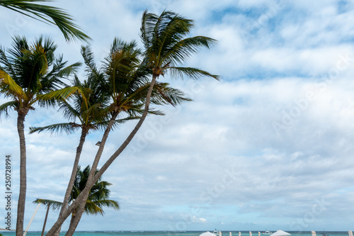 Palm Trees in Punta Cana Beach © internetebiz