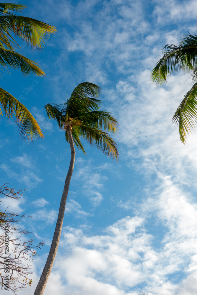 Palm Trees in Punta Cana Beach