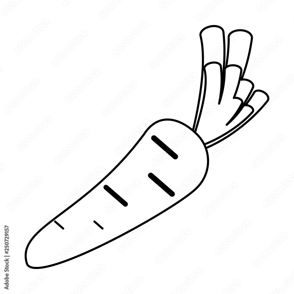carrot fresh vegetable black and white carrot fresh vegetable black and white