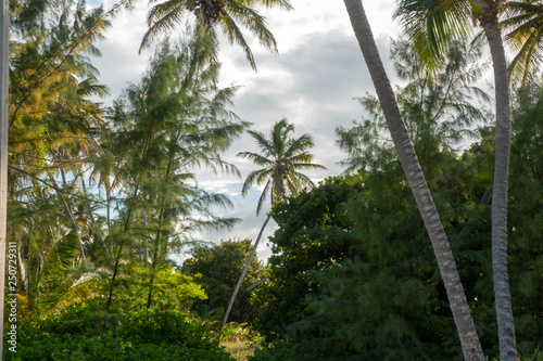 Fototapeta Naklejka Na Ścianę i Meble -  Palm Trees in Punta Cana Beach