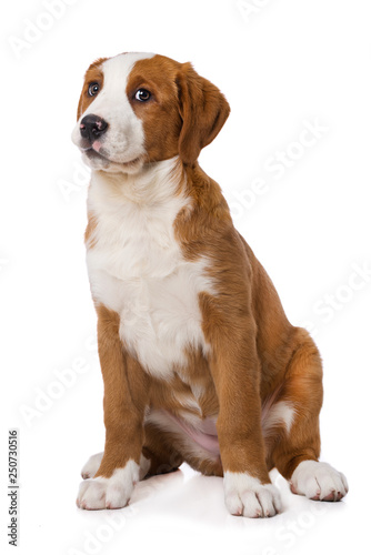 Swiss mountain dog puppy isolated on white background