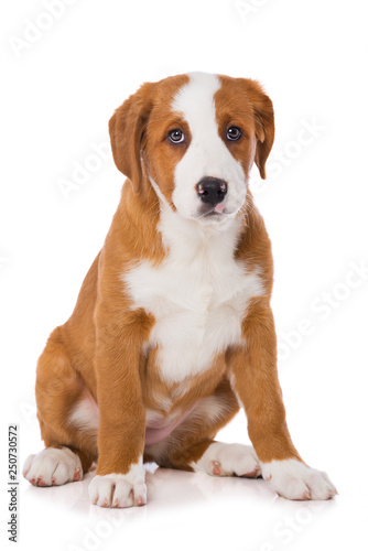 Fototapeta Naklejka Na Ścianę i Meble -  Swiss mountain dog puppy isolated on white background