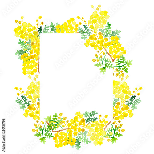 Watercolor flower Mimosa. Hand painted, spring yellow illustration for beautiful design, with space for text.