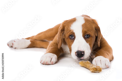 Swiss mountain dog puppy with bone isolated on white background