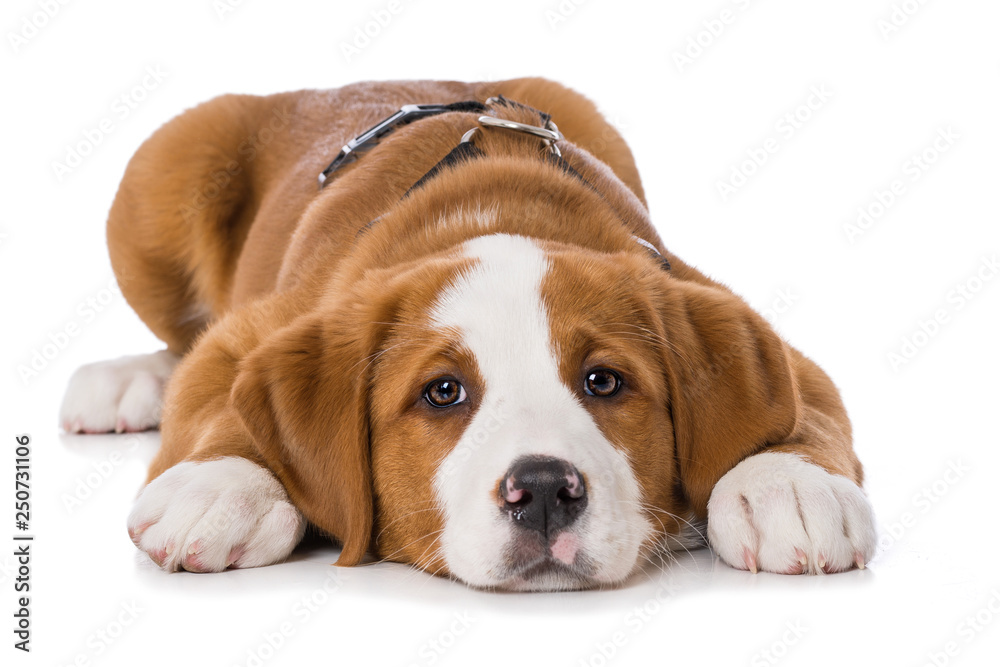 Swiss mountain dog puppy isolated on white background