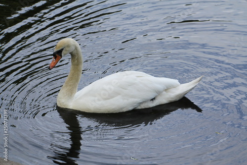 Lonely white Swan floating on the water with folded wings