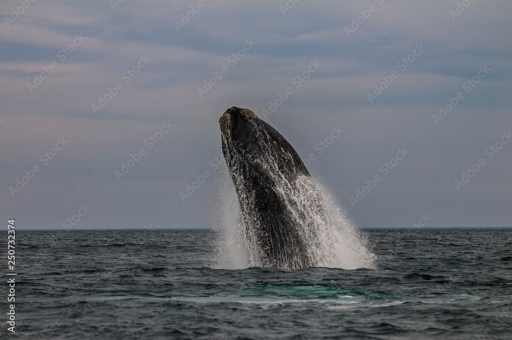 Fototapeta premium Whale jump, Peninsula Valdes, Patagonia Argentina