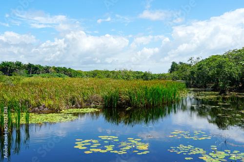 Tropical rain forest, jungle in Brazil. Green wetland forest with river, lush ferns and palms trees. Praia do Forte, Brazil