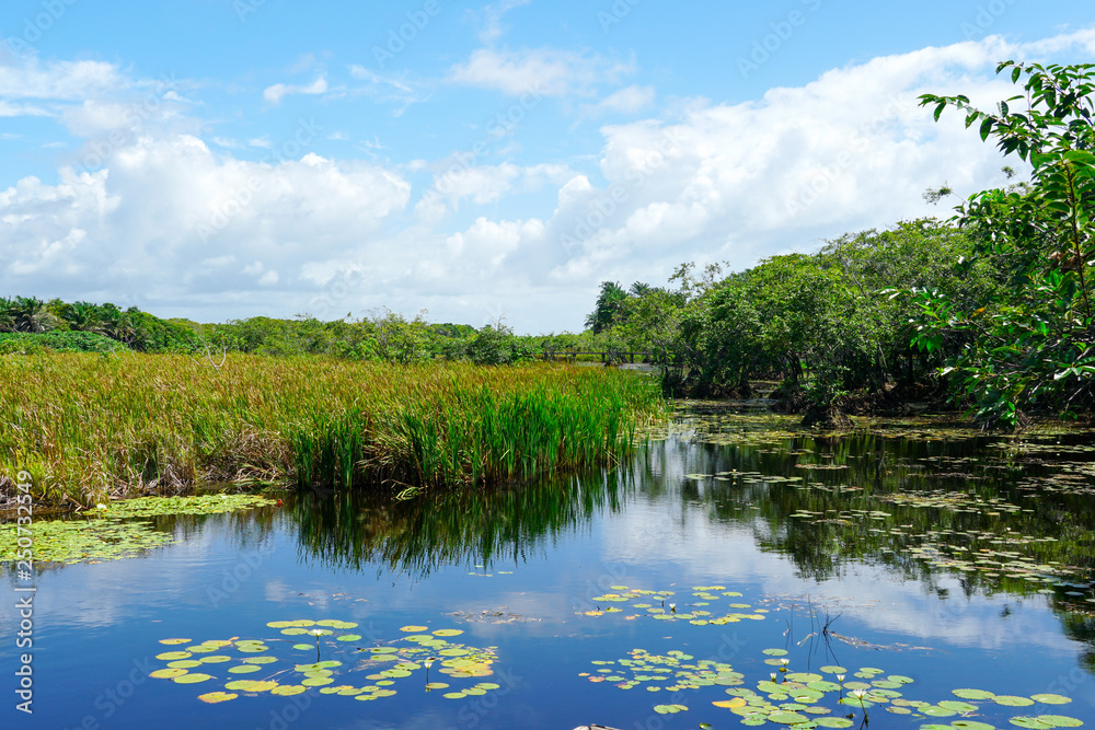 Fototapeta premium Tropical rain forest, jungle in Brazil. Green wetland forest with river, lush ferns and palms trees. Praia do Forte, Brazil