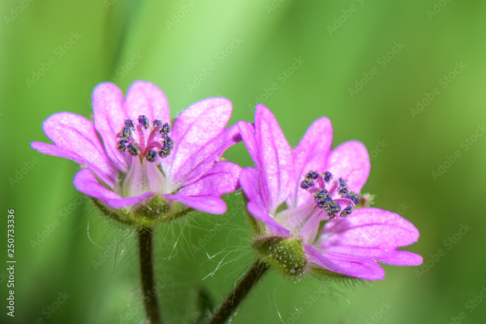 Macro photography - very small pink flower on a green background - Geranium pusillum ( small-flowered crane's-bill ) Macro photography - very small pink flower on a green background - Geranium pusillum ( small-flowered crane's-bill )