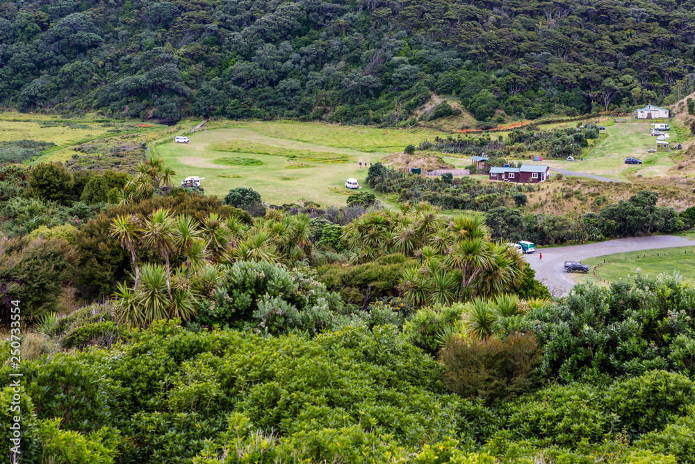 New Zealand rainforest fern trees, green wilderness close to KereKere Piha, New Zealand