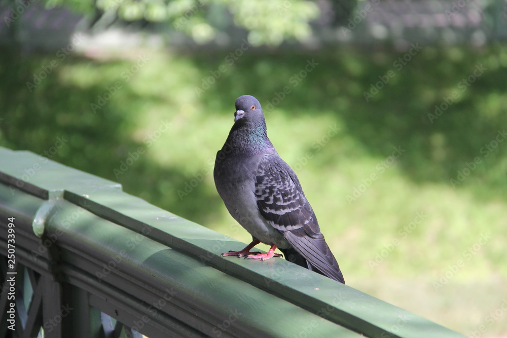 Grey city dove sitting on a green wooden fence Grey city dove sitting on a green wooden fence