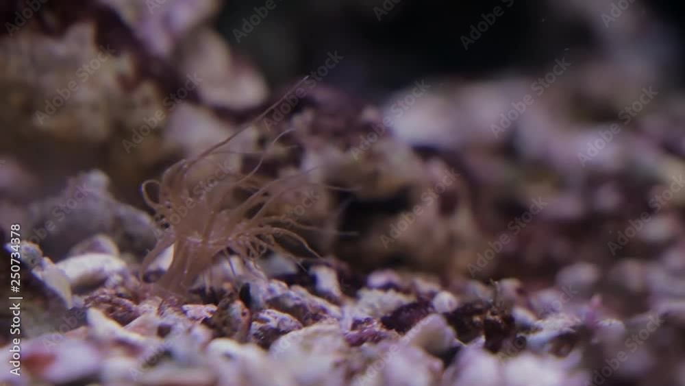 Actinia in the shallows of the warm sea