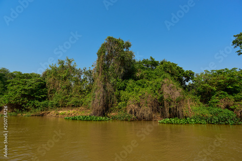 River landscape and jungle,Pantanal, Brazil